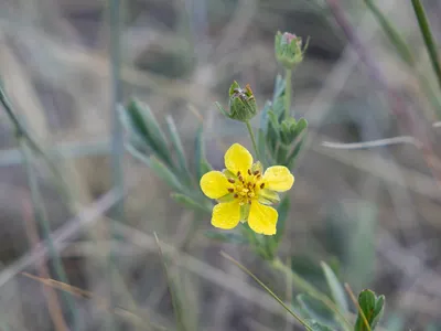 Лапчатка серебристая - Potentilla argentea