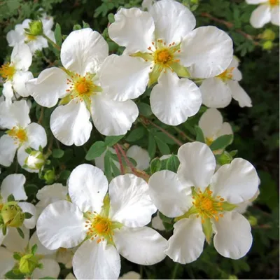 MW0560420, Potentilla argentea (Лапчатка серебристая), specimen