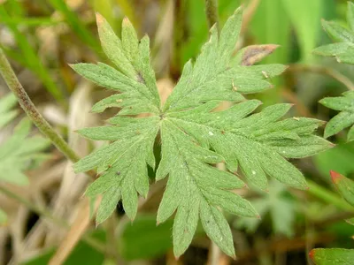 Лапчатка серебристая (Potentilla argentea L.)