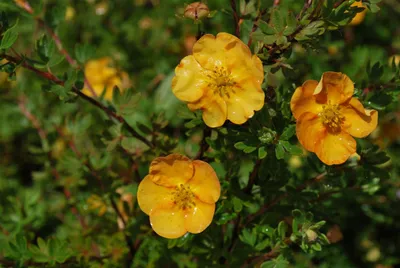 Купить Лапчатка кустарниковая 'Танжерин' / Potentilla fruticosa 'Tangerine'  с доставкой в Подмосковье в Сергиевом Посаде в питомнике АгроПАРК