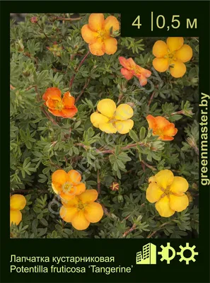 Лапчатка кустарниковая 'Tangerine' - купить в питомнике растений НАТАЛИС