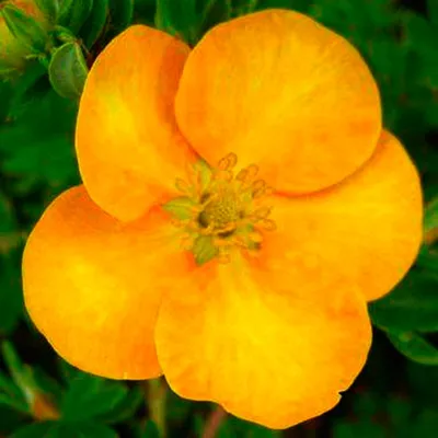 Лапчатка кустарниковая, Potentilla fruticosa