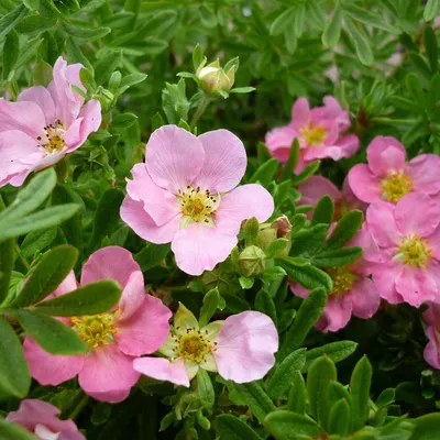 Лапчатка кустарниковая Элизабет: купить в Москве саженцы Potentilla  fruticosa Elizabeth в питомнике «Медра»