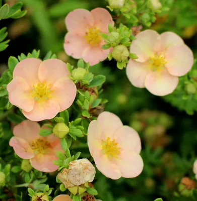 Лапчатка кустарниковая \"Голдфингер\" (Potentilla fruticosa \"Goldfinger\")