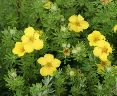 Лапчатка кустарниковая \"Кобольд\" (Potentilla fruticosa \"Kobold\")