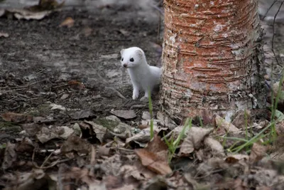 Ласка Mustela Stoat Shorttailed Erminea зимой Германии Стоковое Фото -  изображение насчитывающей взорвать, охота: 186409614