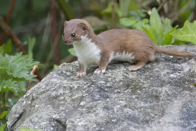 Ласка Mustela Stoat Shorttailed Erminea зимой Германии Стоковое Фото -  изображение насчитывающей напольно, егерь: 186410366