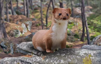 Забавная Наименее Ласки Зимой — стоковые фотографии и другие картинки Least  Weasel - Least Weasel, Ласка, Вид спереди - iStock