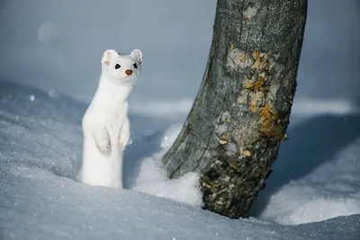 Обыкновенная ласка (лат. Mustela nivalis)