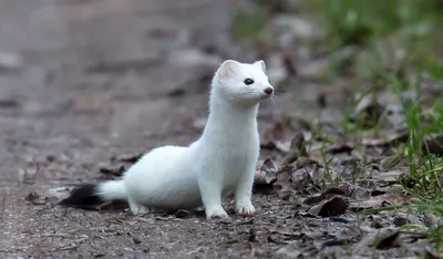 Файл:Mustela nivalis. January. Mogilev region of Belarus.JPG — Википедия