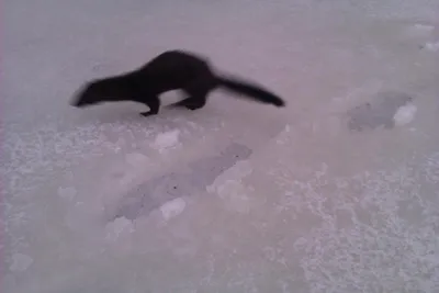 Неласковая ласка