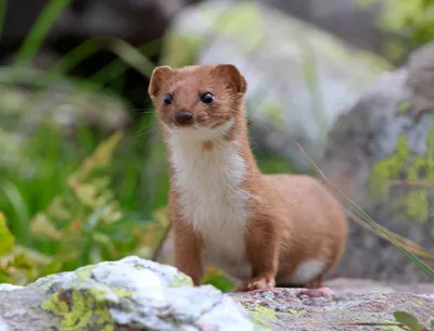 Обыкновенная ласка, Mustela nivalis, Least Weasel | Москва, … | Oleg  Nabrovenkov | Flickr