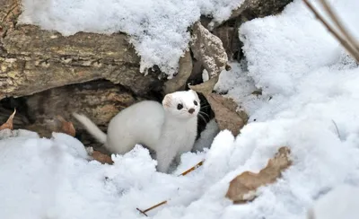 Снежная Портрет Мере Ласка В Зимний — стоковые фотографии и другие картинки  Least Weasel - Least Weasel, Зима, 2015 - iStock