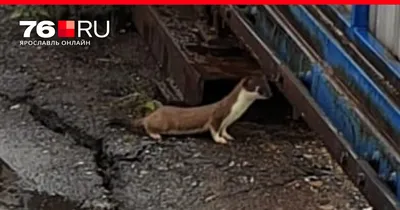 Горностай зимой | Cute ferrets, Cute little animals, Cute baby animals