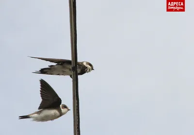 Амбарная Ласточка Hirundo Rustica Птица Сидящая На Ветке — стоковые  фотографии и другие картинки Ласточка - iStock