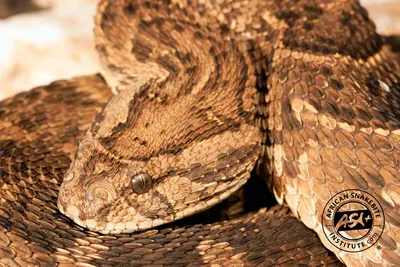 Латохвостая гадюка: фотографии впечатляющей змеи