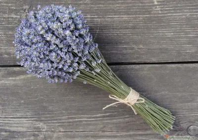 Букет из свежей лаванды купить с доставкой по Минску - Acuba di Flora