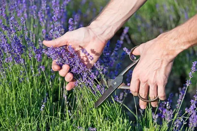 https://www.garshinka.ru/blog/lavanda-posadka-vyraschivanie-ukhod-i-razmnozhenie