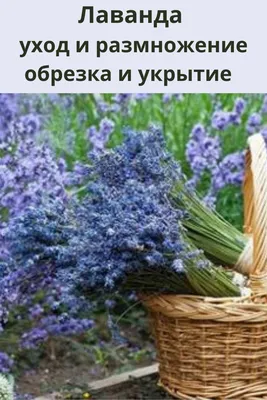 Зимовка лаванды: как укрыть лаванду на зиму | Agro-Market