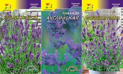 Лаванда Французский букет 0,1г, семена | Купить в интернет магазине Аэлита