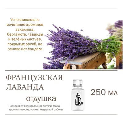 Лаванда французская Great Adventure - Лаванда - GardenPlants