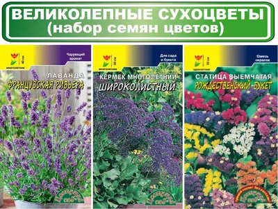 Лаванда \"Французская\" 2 купить по выгодной цене в интернет-магазине KALINA