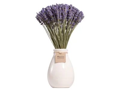 Лаванда \"PEDUNCULATA\". Лаванда французская \"Бабочка\" LAVANDULA STOECHAS  \"PEDUNCULATA\". (ID#1310226228), цена: 65 ₴, купить на Prom.ua