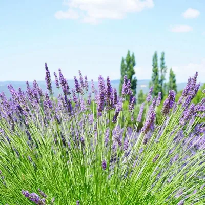 Горная Лаванда. Mountain Lavender, Painting by Vitaliy Boreiko | Artmajeur