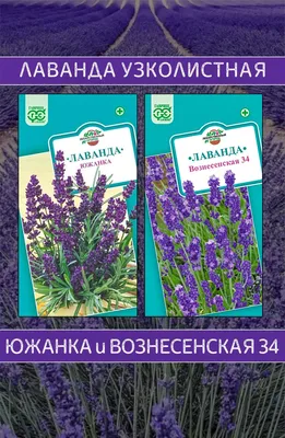 Лаванда Южанка 0,2 гр. купить оптом в Томске по цене 19,37 руб.