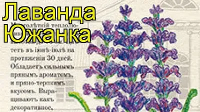 Лаванда: южанка для Подмосковья