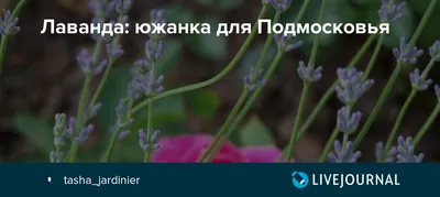 Лаванда узколистная Южанка купить в Киеве, доставка почтой по Украине,  недорого в интернет-магазине, цены