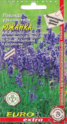 ЛАВАНДА из СЕМЯН. ЭТО ВОЗМОЖНО. СОРТА ЛАВАНДЫ | Дачные ДНЕВНИКИ | Дзен