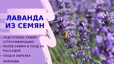 Семена Лаванда узколистная Вознесенская 0,05г купить с доставкой в  МЕГАСТРОЙ Россия