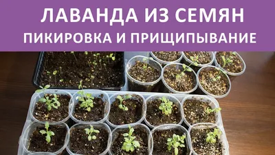 Лаванда из семян Пикировка Прищипывание - YouTube