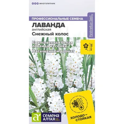 Истинная Лаванда, Прекрасные семена Лаванды - Лавендула вера - 180 семян -  Lavendula officinalis – Garden Seeds Market | Бесплатная доставка