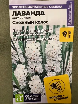 Лаванда Цветущий сад ЦС Лаванда САДОВАЯ - купить по выгодным ценам в  интернет-магазине OZON (491586635)