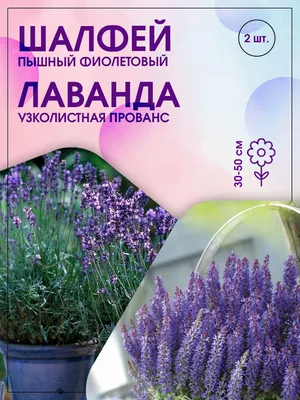 Лаванда Южанка семена съедобных цветов купить в магазине «Ильинские травы»