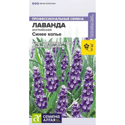 Купить Лаванда Синее копье узколистная (Семена алтая) с доставкой почтой по  России