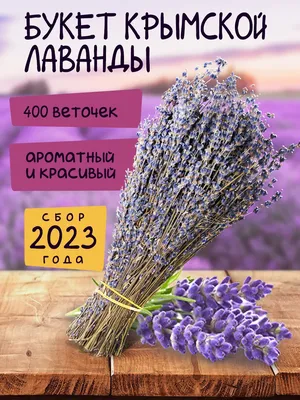 Крымская лаванда ценнее, чем из Прованса, но все равно 90% отправляют за  границу: почему так? | Путешествия по планете | Дзен