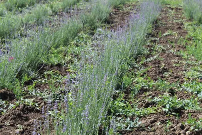 Лавандовая ферма в Крыму Lavender Family Крымская лаванда | Simferopol