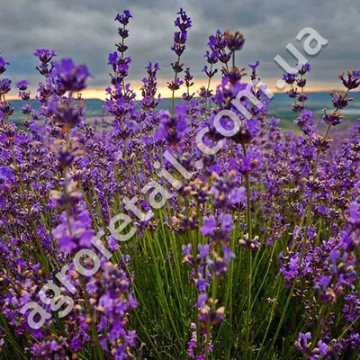 Your Lavender Лаванда сушеная Крымская фиточай из сухоцветов