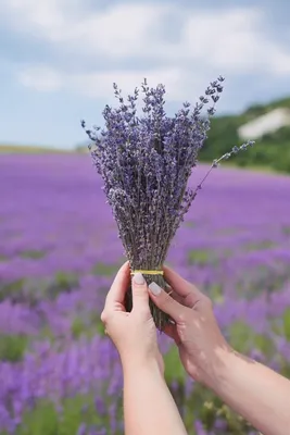 17 Эфирное масло Лаванда крымская Lavandula angustifolia, 10 мл купить,  отзывы, фото, доставка - СПКубани | Совместные покупки Краснодар, Анапа,  Новор