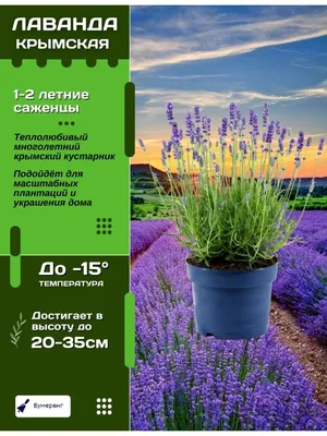 Купить Тонер ЛАВАНДА Крымская Жемчужина 150 г Царство Ароматов | Аромарин