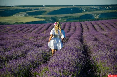 Лаванда крымская семена купить GL Seeds, цена в интернет-магазине  Супермаркет Семян