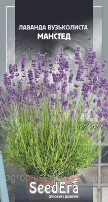 Лаванда Лаванда узколистная Манстед (Lavandula angustifolia Munstead) р9  купить по цене 274 руб. | Доставка Смоленск, Москва, СпБ