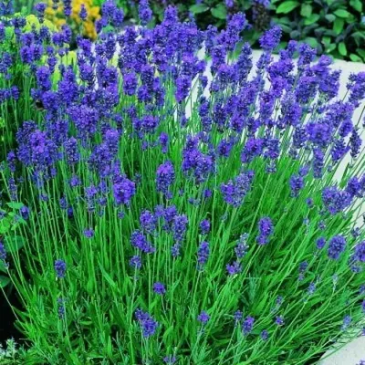 Саженец узколистной лаванды 'Манстед'/Lavandula angustifolia 'Munstead' С2  — цена в Нижнекамске, купить в интернет-магазине, характеристики и отзывы,  фото