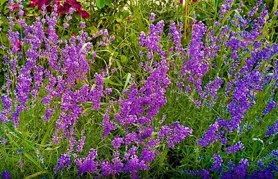 Лаванда узколистная (Lavandula angustifolia `Munstead Variety`) - Лаванда  узколистная - Многолетники - Каталог - LESKOVO-PITOMNIK.ru