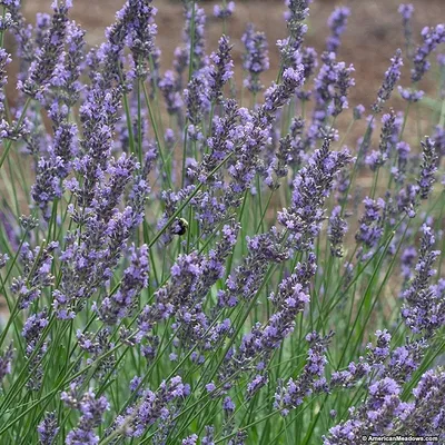 Лаванда Английская Блу Сент (Blue Scent) ᐉ купить с доставкой почтой по  Украине в питомнике Биосад