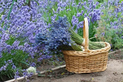 B90 Лаванда Манстед (Lavandula) __ Саженцы стр.9: купить с доставкой из  Европы на AuAu.market - (10525056526)