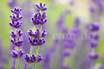 Купить Лаванда узколистная Мини Блю Lavandula angustifolia Mini Blue - в  питомнике Флорини